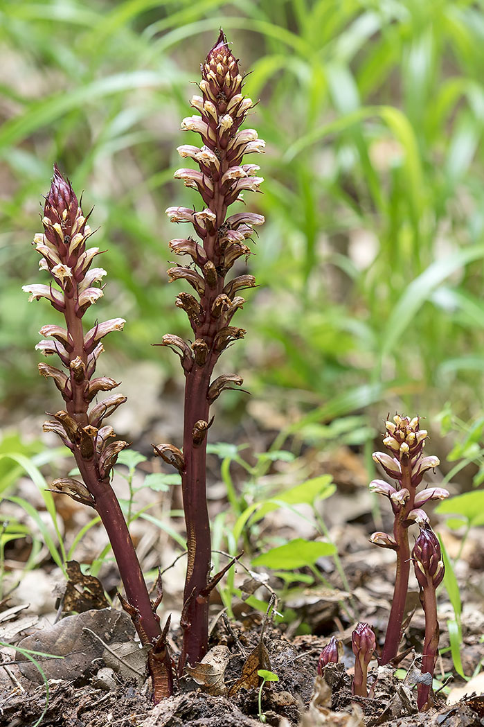 Orobanchaceae: Orobanche hederae